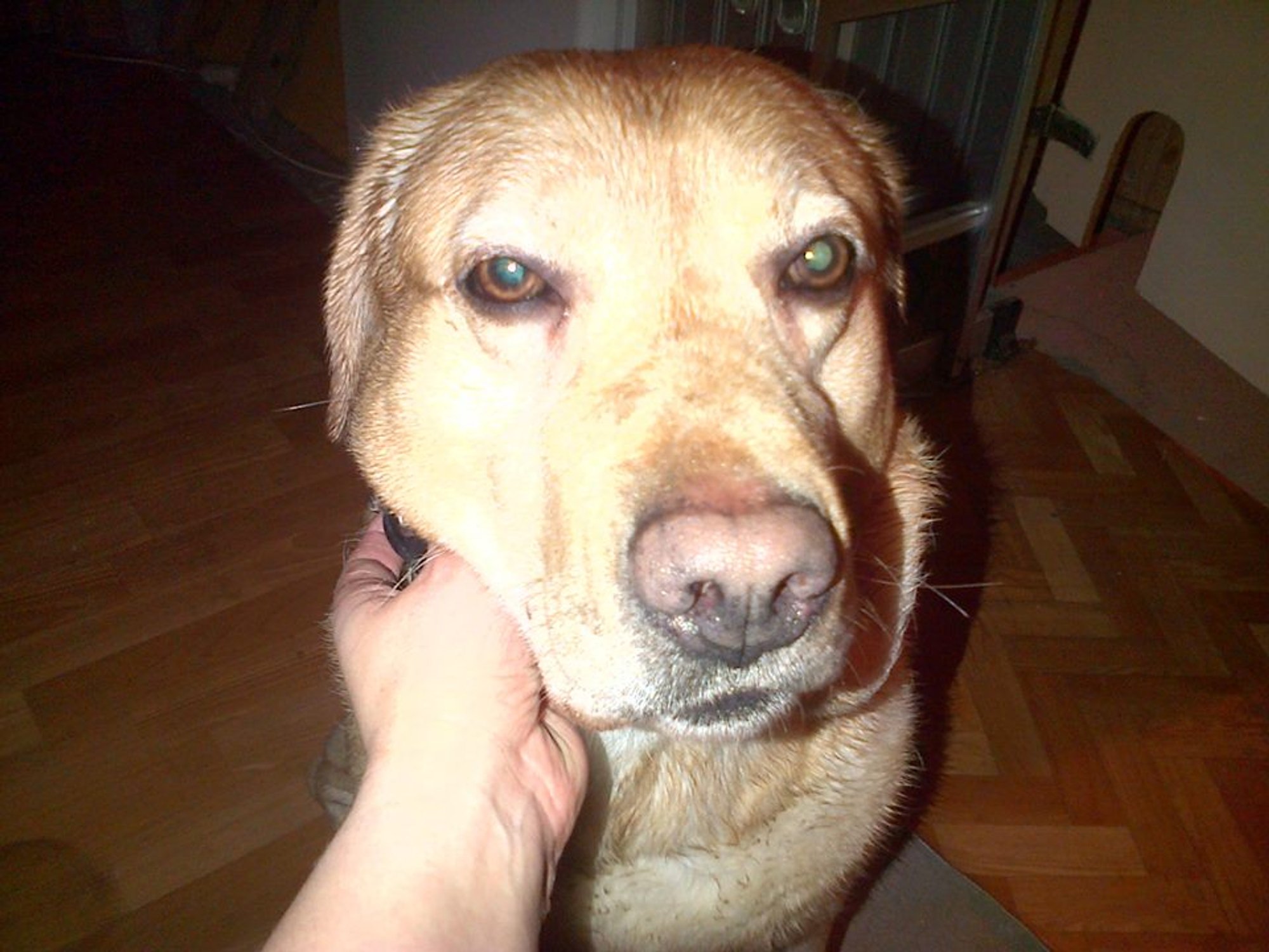 Vilniuje rastas šuo! - Delfi kartu