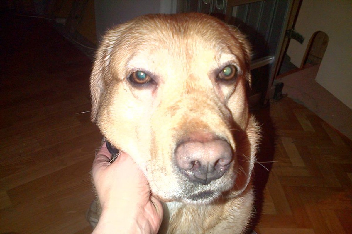 Vilniuje rastas šuo! - Delfi kartu