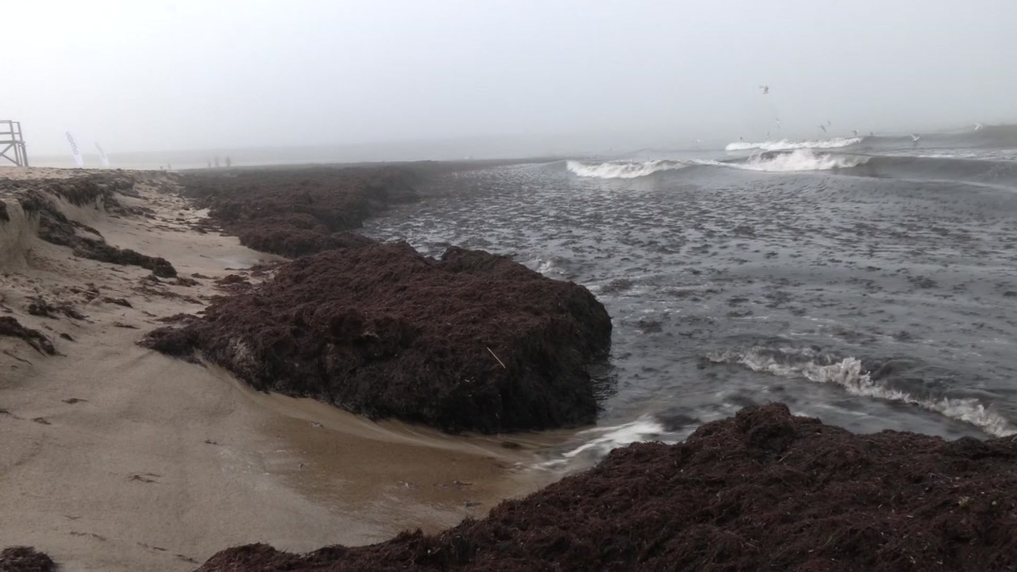 Unusual algae bloom prompts warnings from scientists on Lithuanian coast