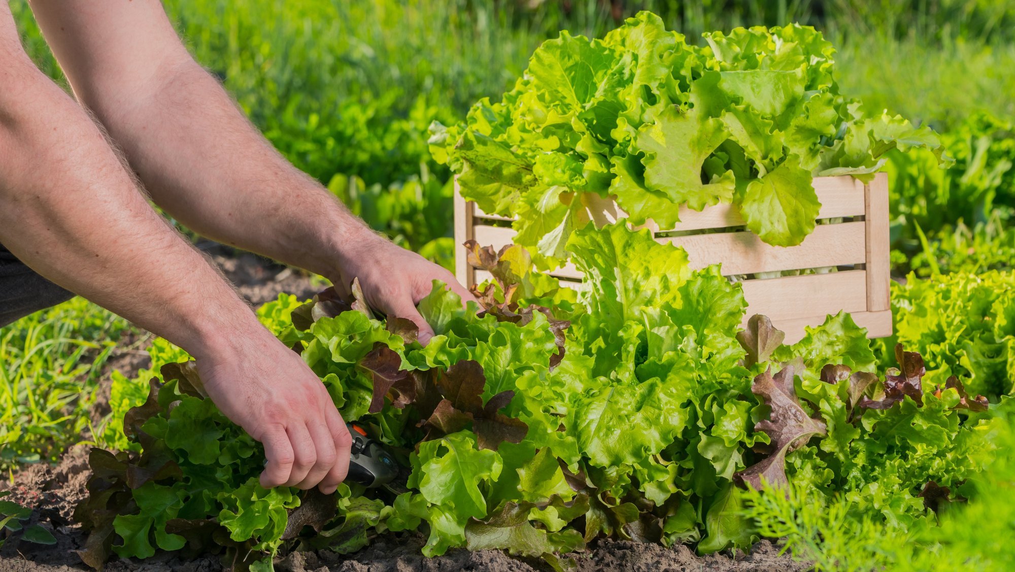 Plant these vegetables next to lettuce, and you might be left without a harvest