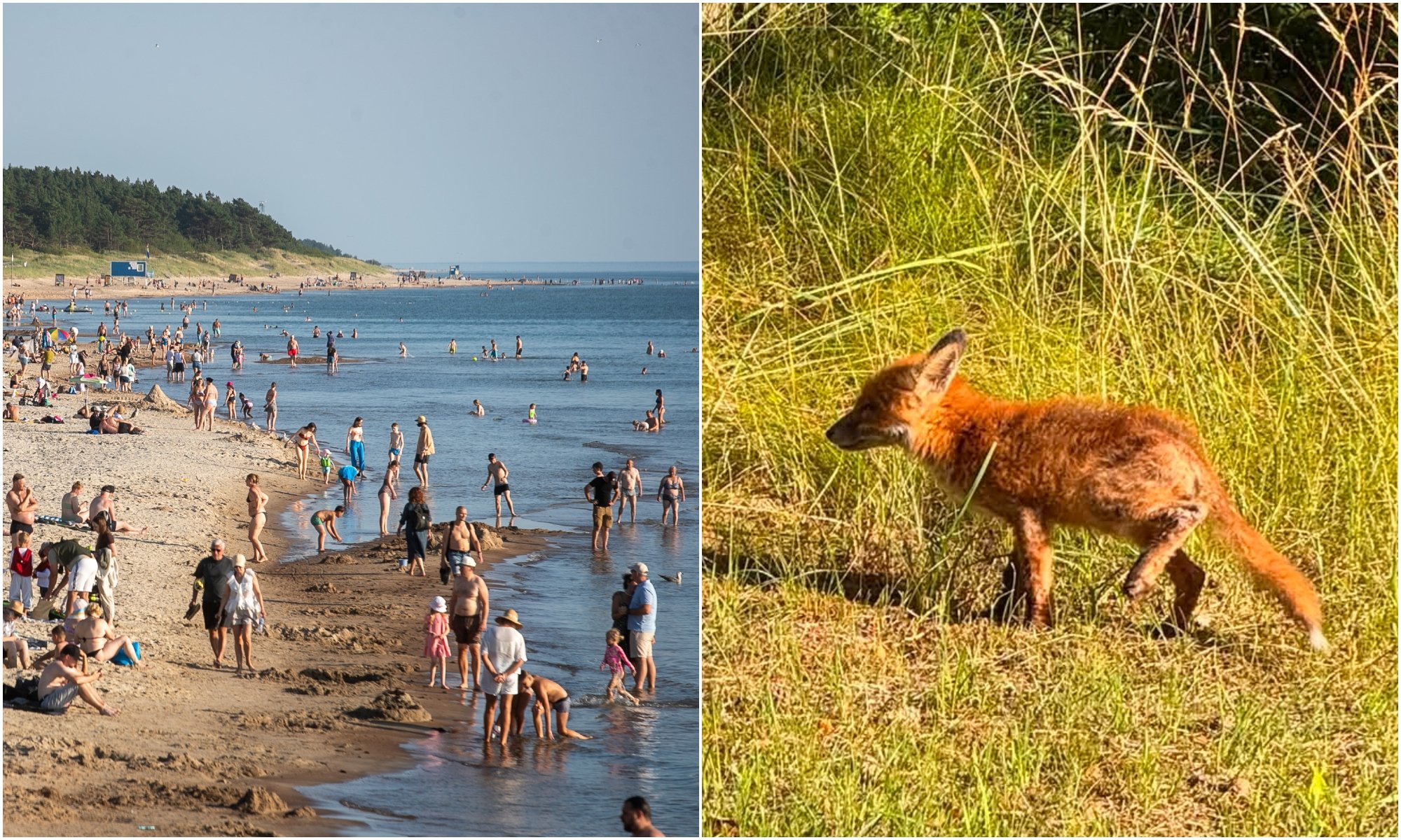 Beachgoers in Lithuania discover fox is stealing their shoes
