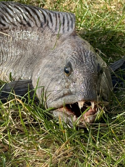 Jūrų vilkai paprastai būna pilkšvai melsvos spalvos, užauga iki 20 kg