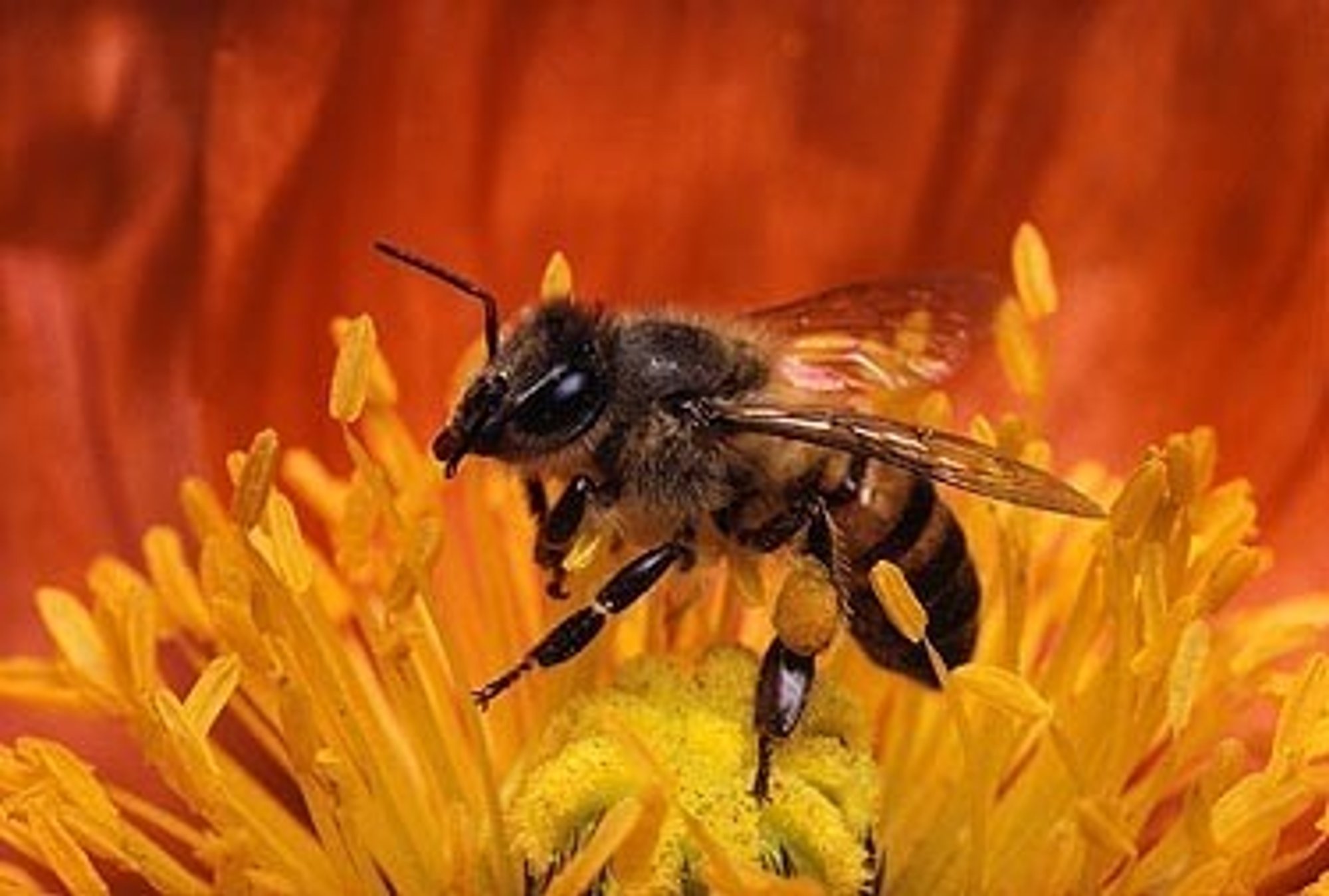 Rūpestis dėl bičių apsaugos - Delfi agro