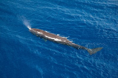 Kašalotas. Scanpix/Ocean Alliance / Zoological Society of London / SWNS nuotr.