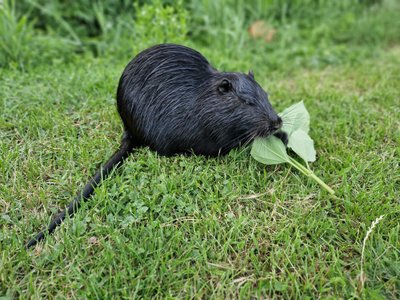 Nutrijos Skaitytojų nuotr.