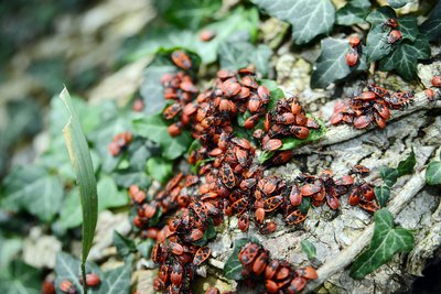 Vargšės blakių patelės po porąvimosi gauna atvirą žaizdą 