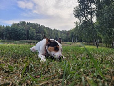 Izabelės Pukėnaitės augintinė Maila