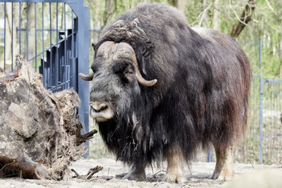 Lietuvos zoologijos sodo gyvūnai