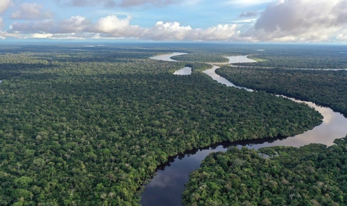 Amazonės miškų paslaptys