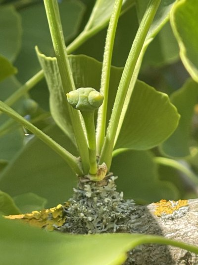 Ginkmedis Botanikos sodo nuotr.