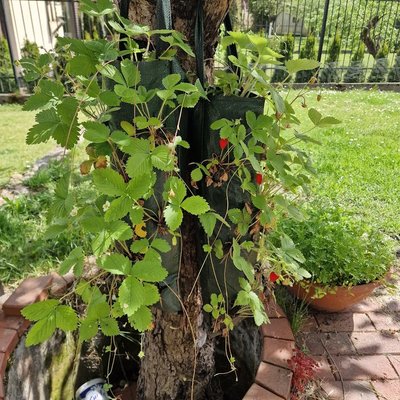 Vaivos žemuogės maišuose