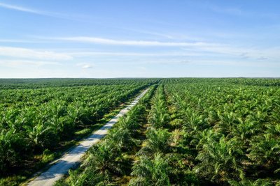 Aliejinių palmių plantacijos