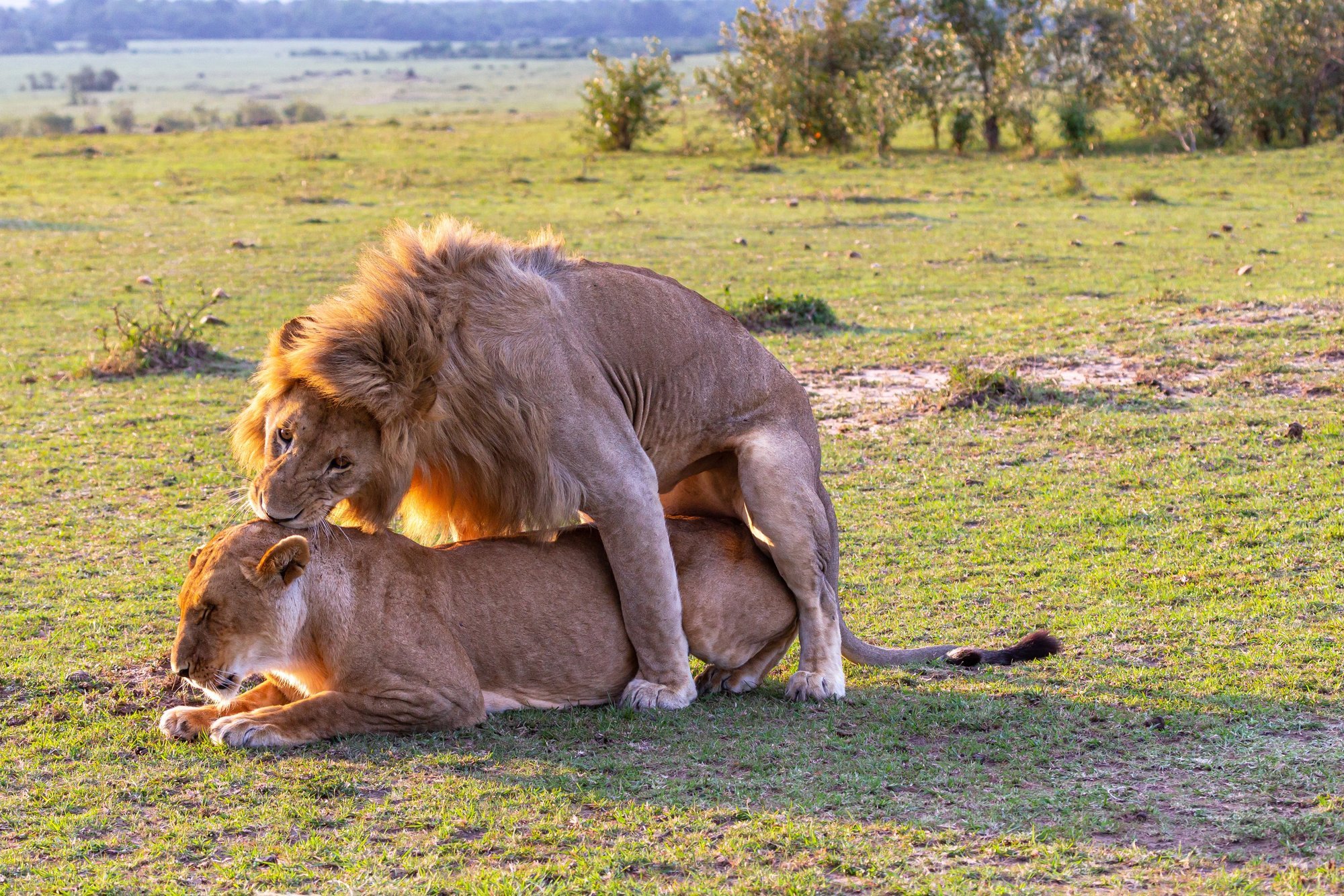 Animal Sex Holds Many Secrets: Lions Mate Up to 100 Times Daily, Pigs' Orgasms Can Last Half an Hour