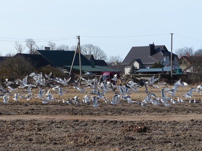 Žuvų rūkyklas apgulė kirai