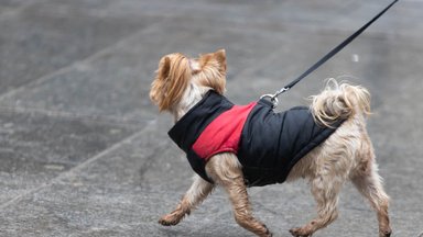 Kodėl šunys vejasi savo uodegą ar ją vizgina