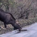 Kuršių nerijoje įamžino žavingą vaizdelį – girių karalius priklaupė atsigerti iš balos