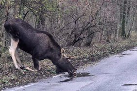 Kuršių nerijoje įamžino žavingą vaizdelį – girių karalius priklaupė atsigerti iš balos