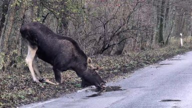 Kuršių nerijoje įamžino žavingą vaizdelį – girių karalius priklaupė atsigerti iš balos