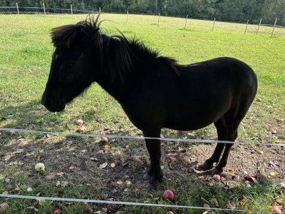 Mažeikių rajone įkurtas „Gyvūnėlių ūkį“ 