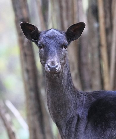 Danieliaus portretas