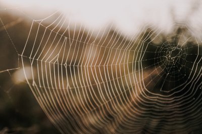 Panaudodami genetiškai modifikuotas bakterijas, mokslininkai sukūrė polimerines amiloidines gijas, kurios tvirtesnės už kai kurias vorų šilko rūšis, plieną ar kevlarą. Washington University in St. Louis/Jingyao Li nuotr.