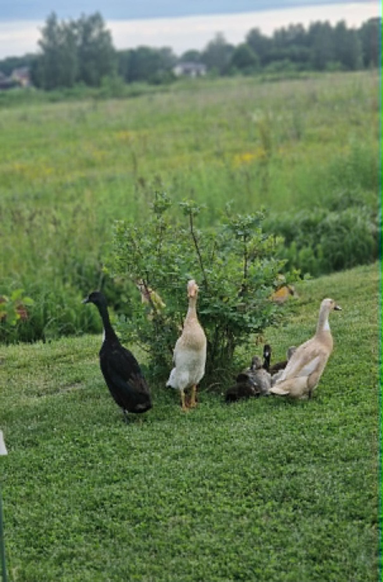 Rescued duckling finds a home with Lithuanian family
