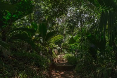 Vallee de Mai gamtos rezervatas