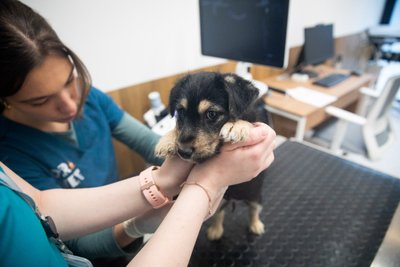 Veterinarai