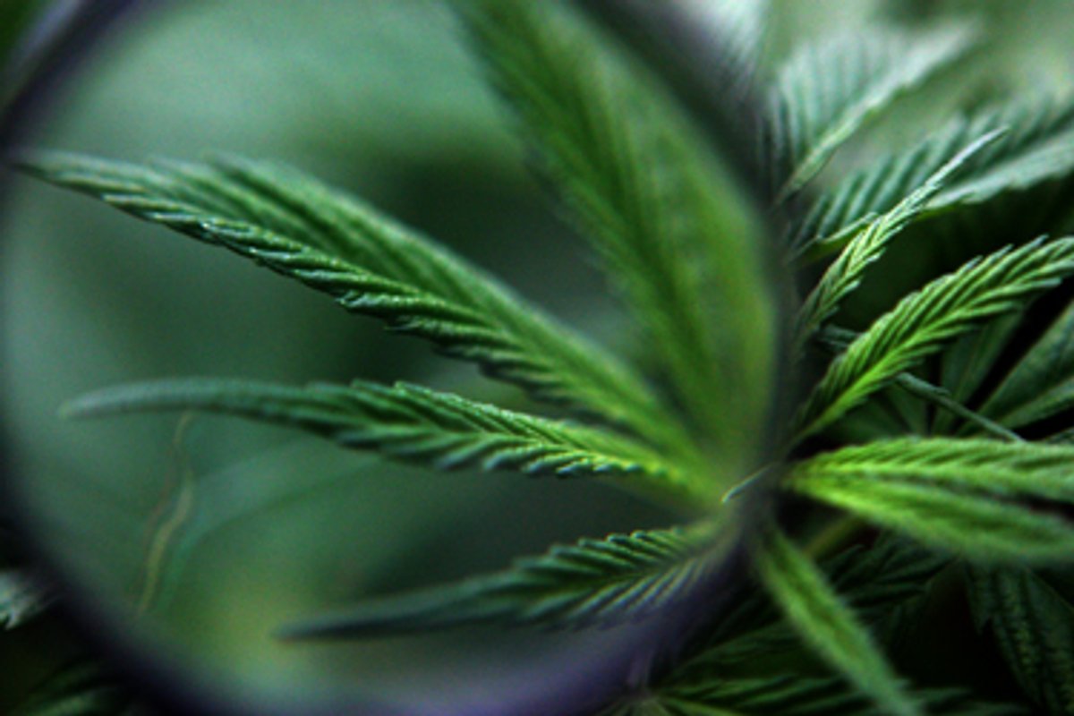 Мексиканская марихуана В Мексике нашла самую большую плантацию марихуаны - Delfi RU