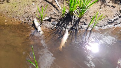  Sausdravo upėje fiksuotas reofilinių žuvų kritimas dėl per aukštos vandens temperatūros