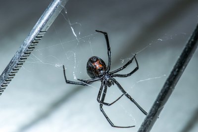 Panaudodami genetiškai modifikuotas bakterijas, mokslininkai sukūrė polimerines amiloidines gijas, kurios tvirtesnės už kai kurias vorų šilko rūšis, plieną ar kevlarą. Washington University in St. Louis/Jingyao Li nuotr.