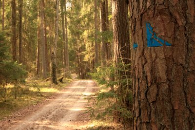 Kulautuvos pėsčiųjų sveikatingumo takas