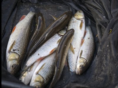 Keletą šapaliokų įmanoma sugauti kiekviename upokšnyje