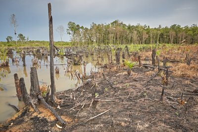 Ketapangas, Kalimantanas, Indonezija. Miško gaisrų, sukeltų, kad būtų įkurtos palmių plantacijos, rezultatas.