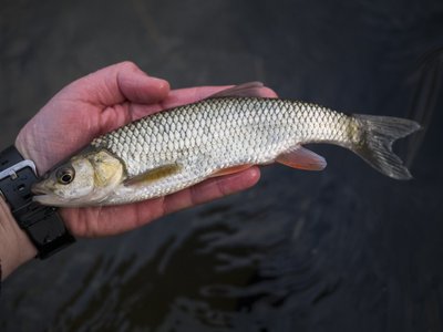 Tipinis meškeriotojo laimikis pasitaikantis žūklaujant plūdine mažuose upeliukuose anksti pavasarį