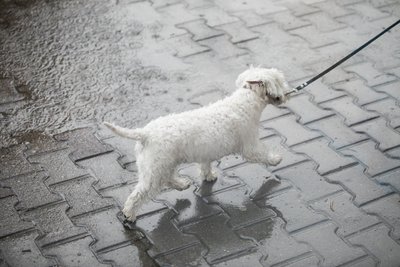 Pasivaikščiojimas su augintiniu, asociatyvi nuotr.