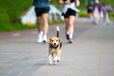 Sportuojantys Vilniečiai