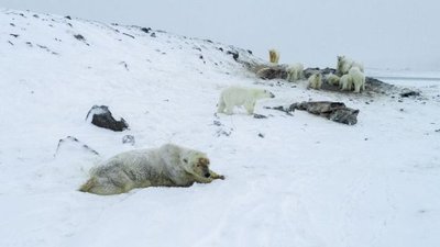 Rusijos miestelį okupavo baltosios meškos – „World Wildlife Fund“ nuotr.