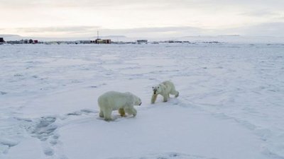 Rusijos miestelį okupavo baltosios meškos – „World Wildlife Fund“ nuotr.