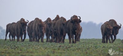 Padarę ūkininkams „milžinišką“ žalą į mišką grįžta stumbrai. Mariaus Čepulio nuotrauka