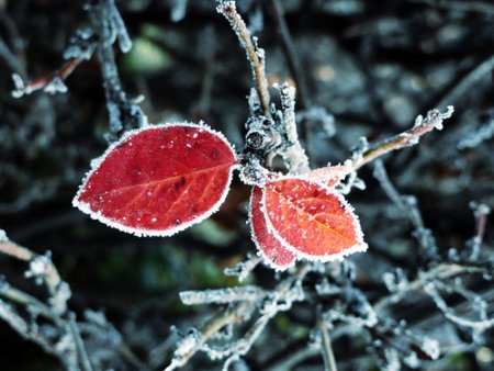 Rudens sparnai  - antrąją vietą pelniusi nuotrauka