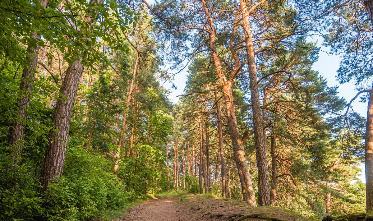 Bukčių miško parko takai