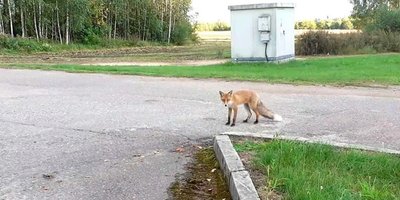 Laputę bepietaudami gardžiu kąsneliu lepino tai vienas, tai kitas vairuotojas, kol ši visai prie jų priprato (Rinkos aikštė / Agnės Smulskienės nuotr.)