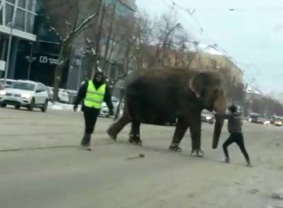 Rusijoje iš cirko buvo pabėgę du drambliai