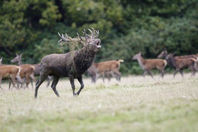 Taurusis elnias Didžiosios Britanijos Škotijos vietovėse