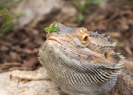 Šiltas klimatas didina driežų maisto kiekį