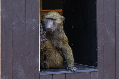 Kauno zoologijos sodas R. Tenio nuotr.