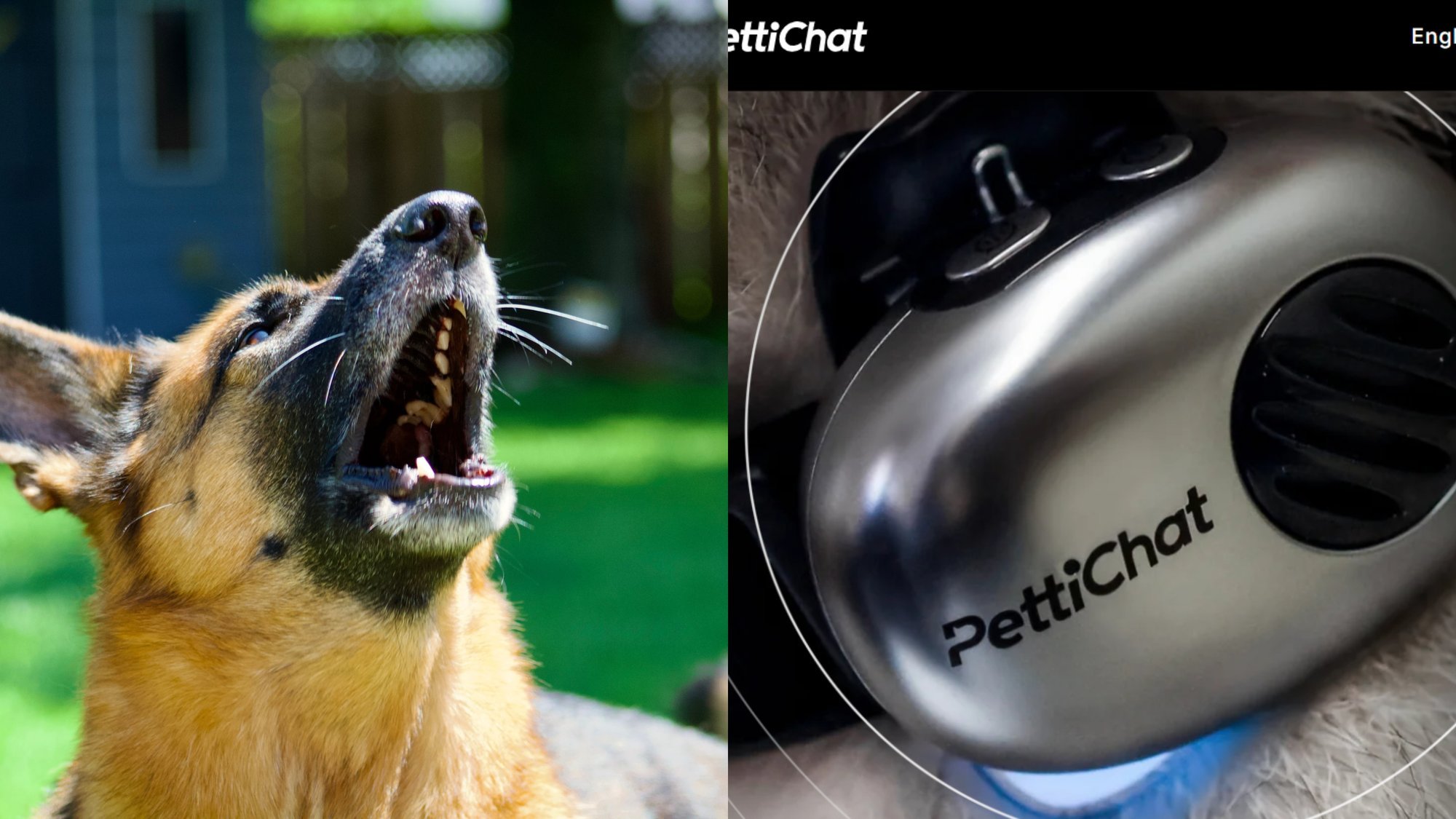 New AI Collar Claims to Translate Pet Barks and Meows with 95% Accuracy