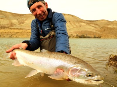 Patagonijos plienagalvė lašiša