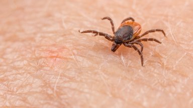 Nematomas pavojus gamtoje: kaip apsaugoti save ir artimuosius nuo erkinio encefalito?